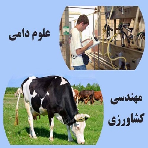 پرتوفرآوری ابزاری برای بهبود کیفیت عملکرد نهاده ها و محصولات دامی